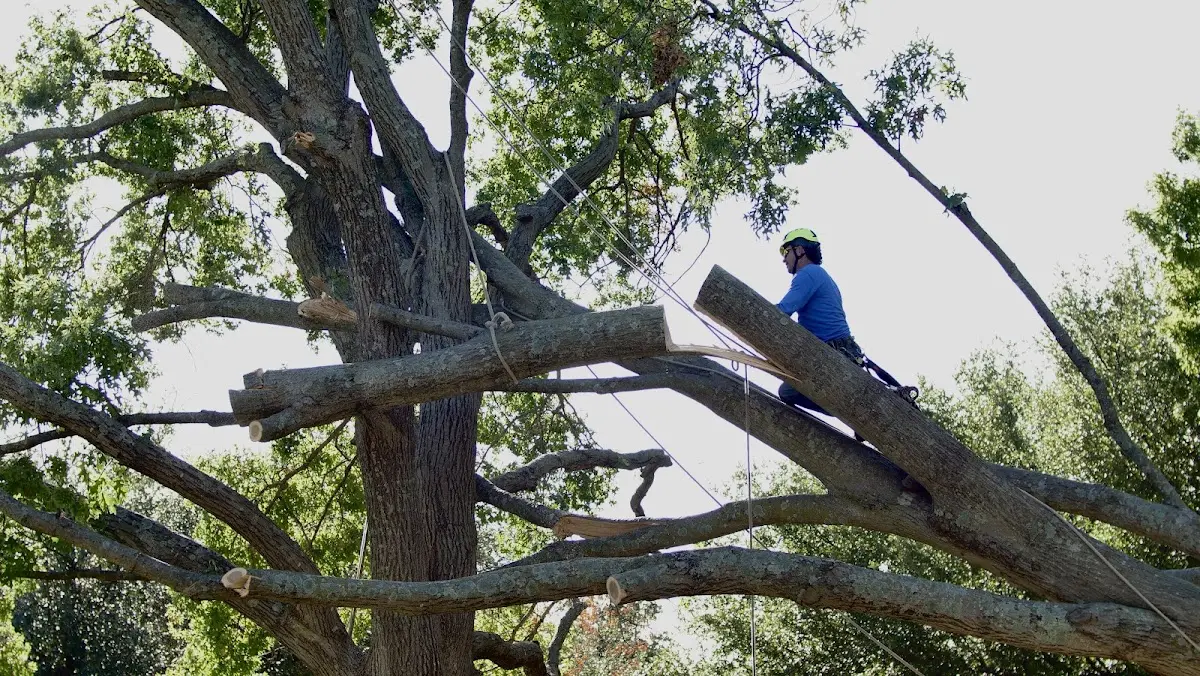 Professional Hazardous Tree Removal performed by certified arborists in Algoma