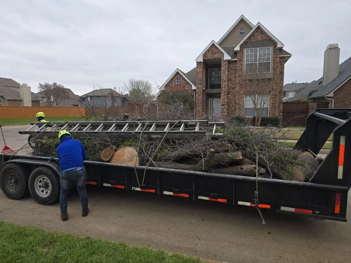 Expert Tree Removal with proper safety equipment in Algoma